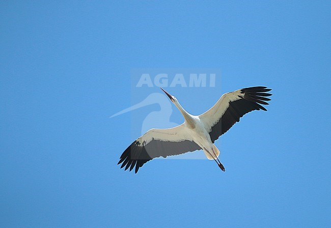 White Stork (Ciconia ciconia) migrating overhead in the Netherlands. stock-image by Agami/Fred Visscher,