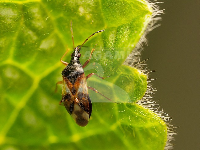 Common flowerbug imago on a leaf stock-image by Agami/Arnold Meijer,