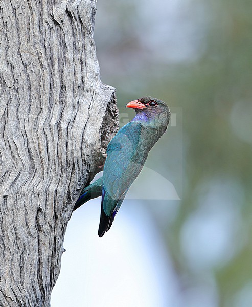 Oriental Dollarbird, Eurystomus orientalis, at nest holde in Emerald - Queensland - Australia. stock-image by Agami/Aurélien Audevard,