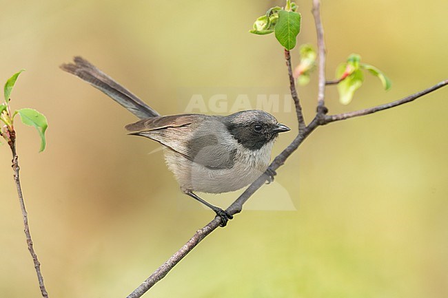 Adult male
Nuevo Leon, Mexico
May 2022 stock-image by Agami/Brian E Small,