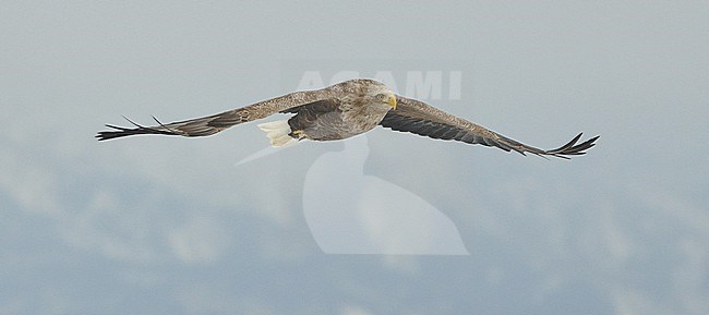 White-tailed Eagle (Haliaeetus albicilla) at Hokkaido, Japan. stock-image by Agami/Eduard Sangster,