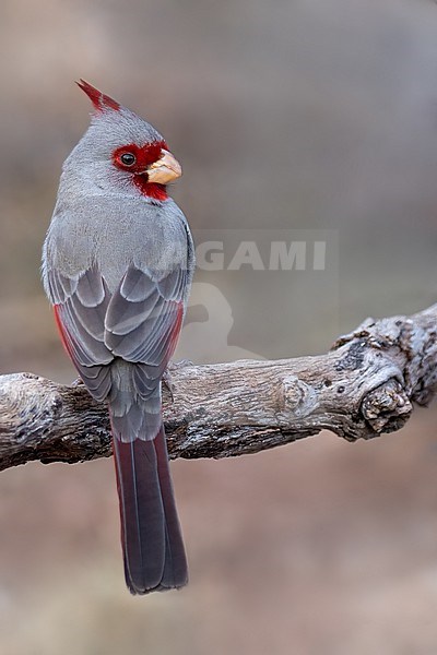 Pyrrhuloxia or desert cardinal (Cardinalis sinuatus) adult male perched on a branch stock-image by Agami/Dubi Shapiro,