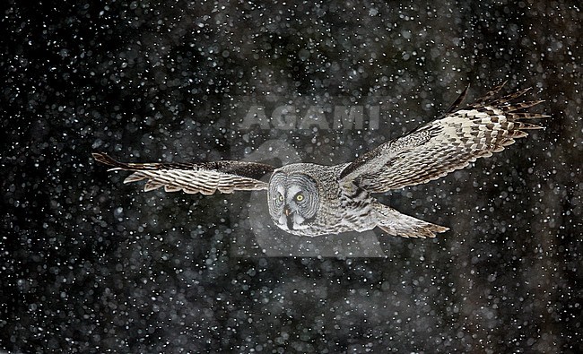 Great Grey Owl (Srix nebulosa) Kuusamo Finland March 2015 stock-image by Agami/Markus Varesvuo,
