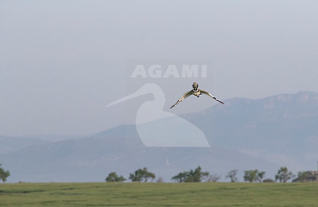 Adult male Little Bustard (Tetrax tetrax) in display flight near it’s lek in Catalonia, Spain. stock-image by Agami/Marc Guyt,