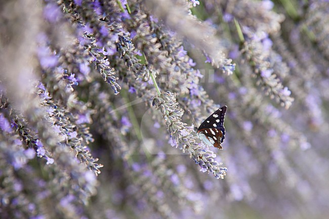 Kleine IJsvogelvlinder, White Admiral, Limenitis camilla stock-image by Agami/Theo Douma,