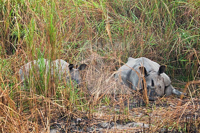 Indische Neushoorn in Kaziranga, Indian Rhinoceros at Kaziranga stock-image by Agami/AGAMI,