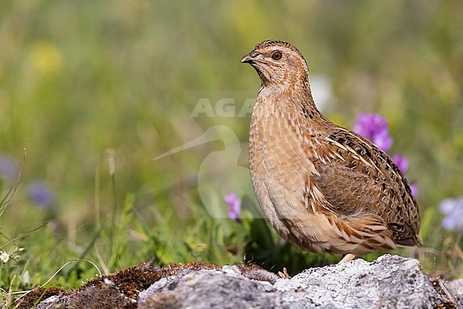 Common Quail (Coturnix coturnix), male standing on a rock, Abruzzo, Italy stock-image by Agami/Saverio Gatto,
