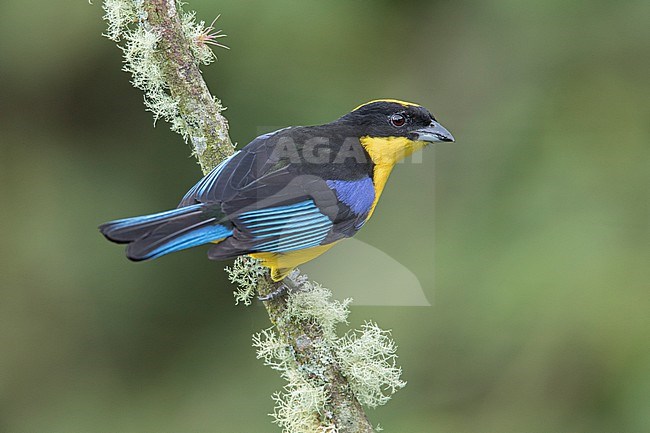 Blue-winged Mountain Tanager (Anisognathus somptuosus) at Rio Blanco Ecological Reserve, Manizales, Caldas, Colombia. stock-image by Agami/Tom Friedel,