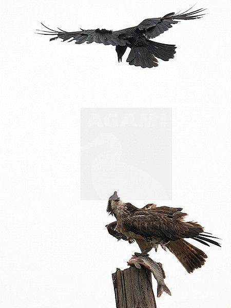 Osprey harassed by a crow stock-image by Agami/Han Bouwmeester,