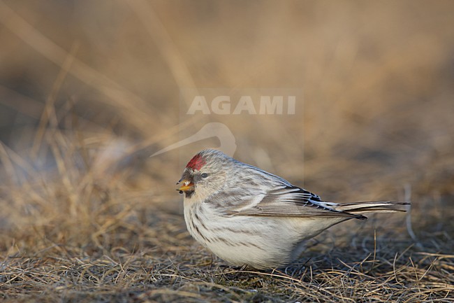 Witstuitbarmsijs op de grond, Arctic Redpoll on the ground stock-image by Agami/Chris van Rijswijk,