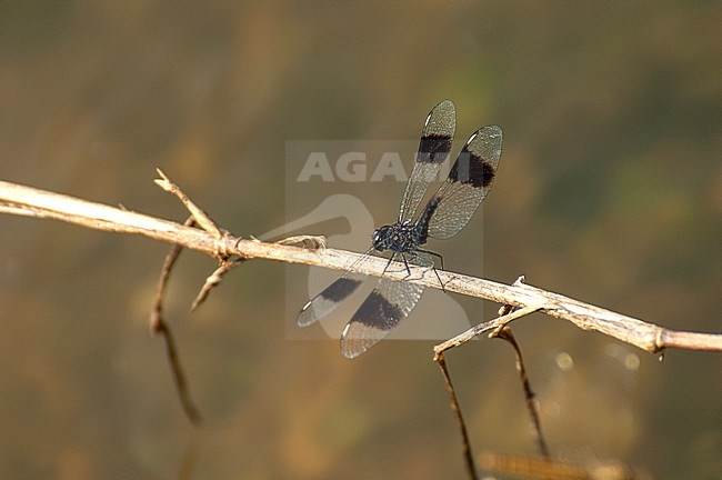 Banded groundling (brachythemis leucosticta) perched on a branch stock-image by Agami/Roy de Haas,
