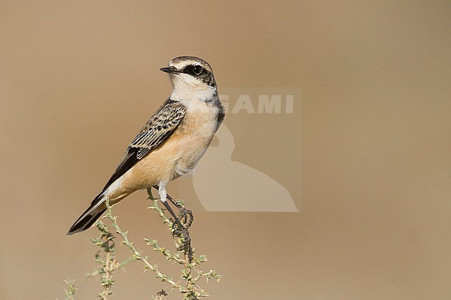Pied Wheatear - Nonnensteinschmätzer - Oenanthe pleschanka var. 'vittata', Oman, adult male stock-image by Agami/Ralph Martin,