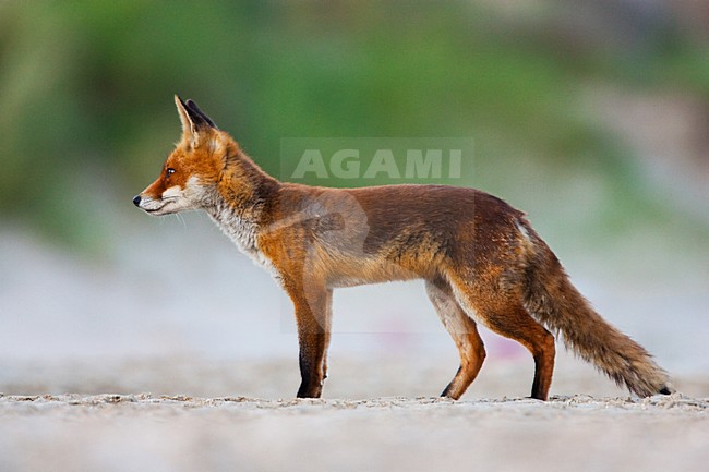 Vos, Red fox, Vulpes vulpes stock-image by Agami/Menno van Duijn,