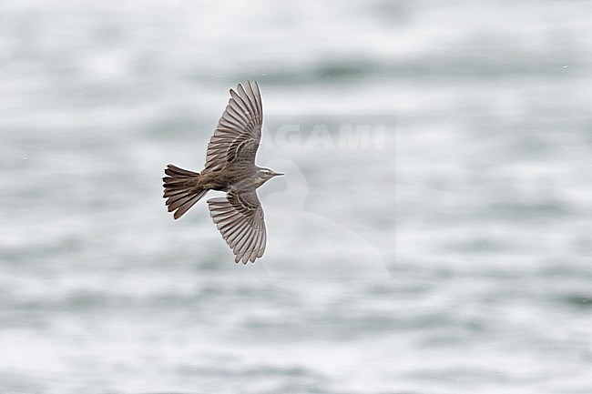 A Water Pipit (Anthus spinoletta spinoletta) in breeding plumage in flight from above against the water. stock-image by Agami/Mathias Putze,