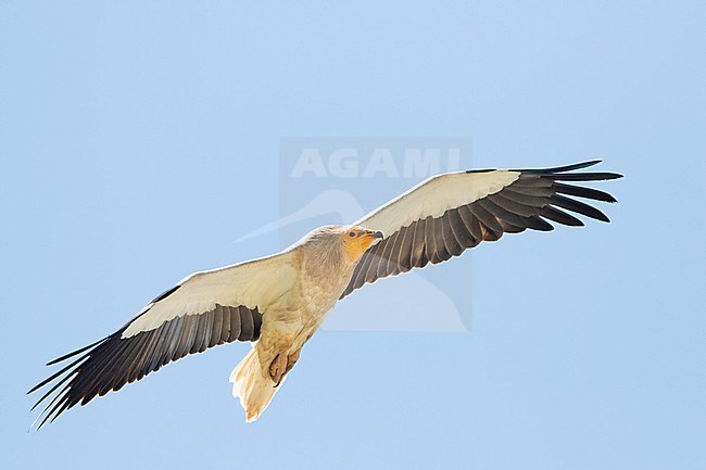 Egyptian Vulture - Schmutzgeier - Neophron percnopterus ssp. percnopterus, Tajikistan, adult stock-image by Agami/Ralph Martin,