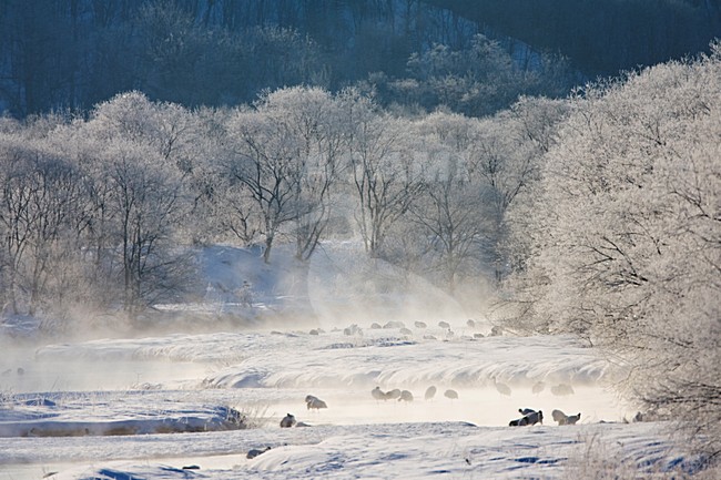 Chinese Kraanvogel; Red-crowned Crane stock-image by Agami/Marc Guyt,
