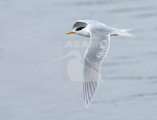 Greater Crested Tern, Thalasseus bergii, in South Africa. Along the West coast. stock-image by Agami/Marc Guyt,