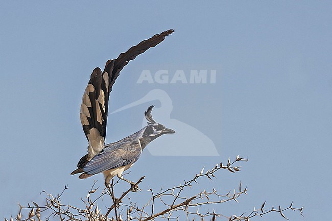 Black-throated magpie-jay, Calocitta colliei, in Mexico. stock-image by Agami/Pete Morris,