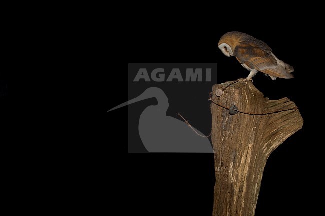 Kerkuil zittend op een plae Barn Owl perched on a pole stock-image by Agami/Han Bouwmeester,