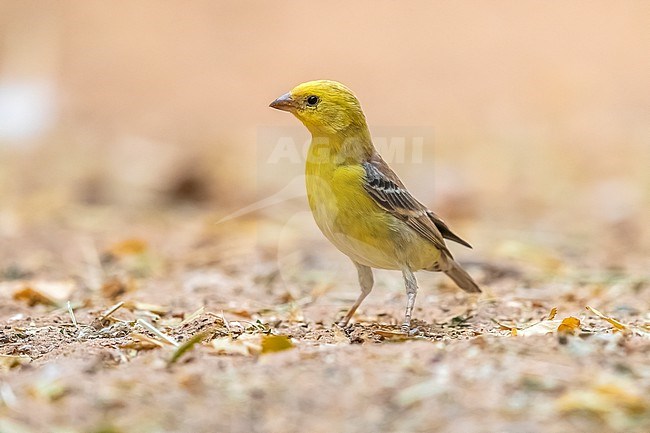 Probably first summer male Sudan Golden Sparrow (Passer luteus) sitting on the ground in Atar, Mauritania. stock-image by Agami/Vincent Legrand,