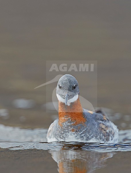 Red-necked Phalarope female (Phalaropus lobatus) Iceland June 2019 stock-image by Agami/Markus Varesvuo,