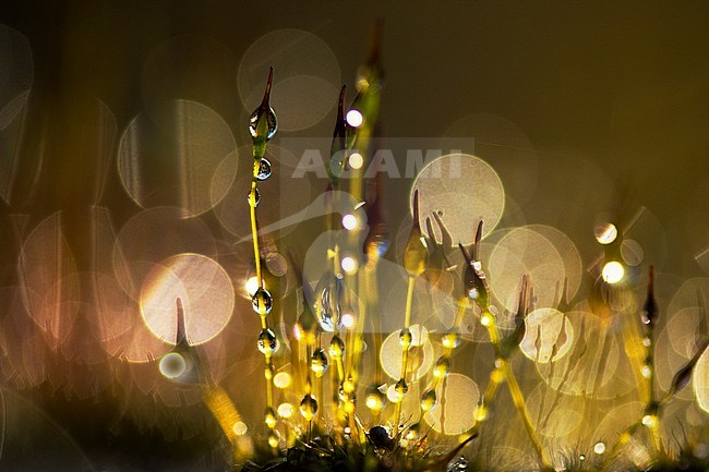 Sporendragend mos met waterdruppels, Moss with waterdrops stock-image by Agami/Wil Leurs,