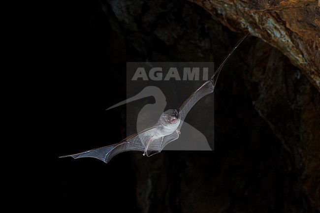 Schreiber's bat (Miniopterus schreibersii) taken the 12/10/2022 at La Londe - France. stock-image by Agami/Nicolas Bastide,