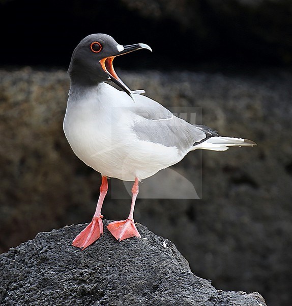 Swallow-tailed Gull (Creagrus furcatus) on the Galapagos islands, Ecuador. Adult standing on a rock, calling loudly. stock-image by Agami/Dani Lopez-Velasco,