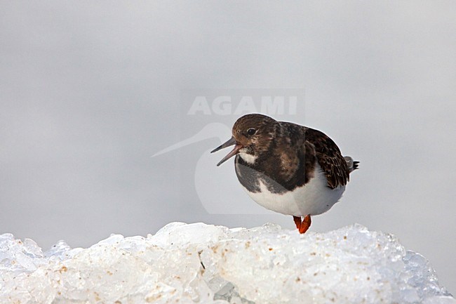Steenloper op ijs; Ruddy Turnstone on ice stock-image by Agami/Rob Olivier,