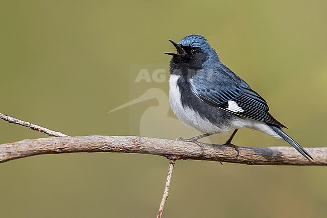 Black-throated Blue Warbler (Setophaga caerulescens) Perched on a branch in USA stock-image by Agami/Dubi Shapiro,