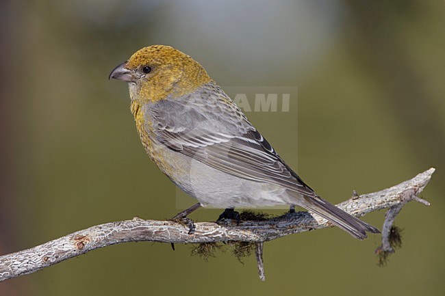 Zittend vrouwtje Haakbek; Perched female Pine Grosbeak stock-image by Agami/Arie Ouwerkerk,