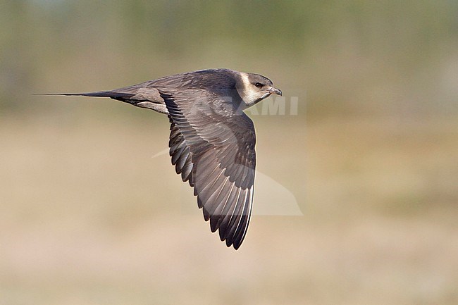 Parasitic Jaeger (Stercorarius parasiticus) flying in Churchill, Manitoba, Canada. stock-image by Agami/Glenn Bartley,