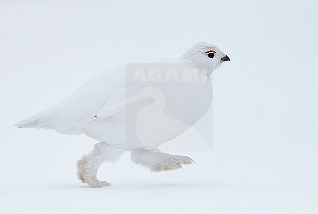 Moerassneeuwhoen in de sneeuw, Willow Ptarmigan in snow stock-image by Agami/Markus Varesvuo,