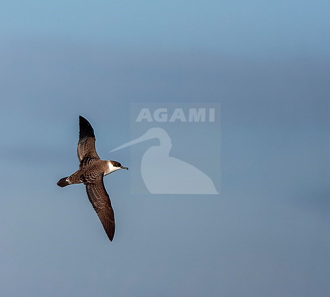 Great Shearwater (Ardenna gravis) south of Tristan da Cunha in South Atlantic ocean. Formaly Puffinus gravis. Showing upper wing pattern. stock-image by Agami/Marc Guyt,