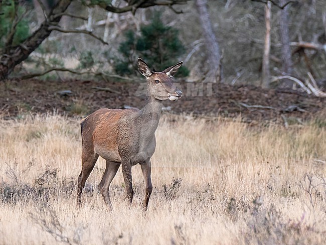 Red, Deer; Cervus elaphus; One hinde coming out of the forest stock-image by Agami/Hans Germeraad,