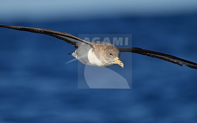 Cory's Shearwater (Calonectris diomedea) near Madeira stock-image by Agami/Eduard Sangster,
