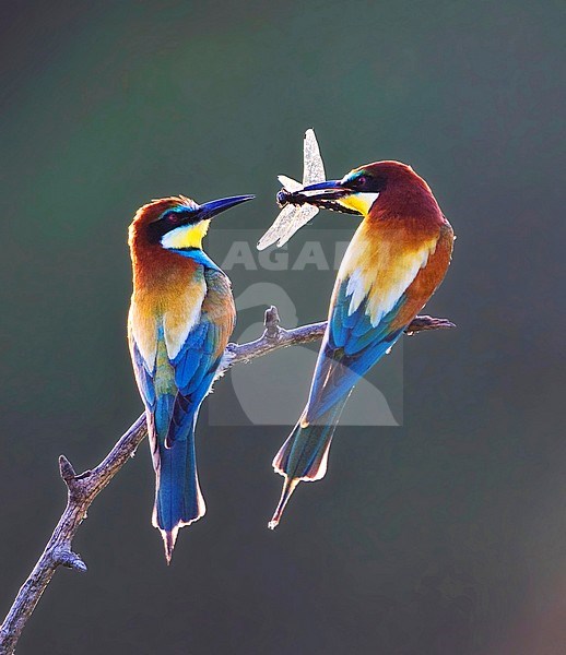 Pair of European Bee-eaters (Merops apiaster) sittong on a branch, photographed with backlight against a dark backhround. The male offering the female a bridal gift as token of his love. stock-image by Agami/Marc Guyt,