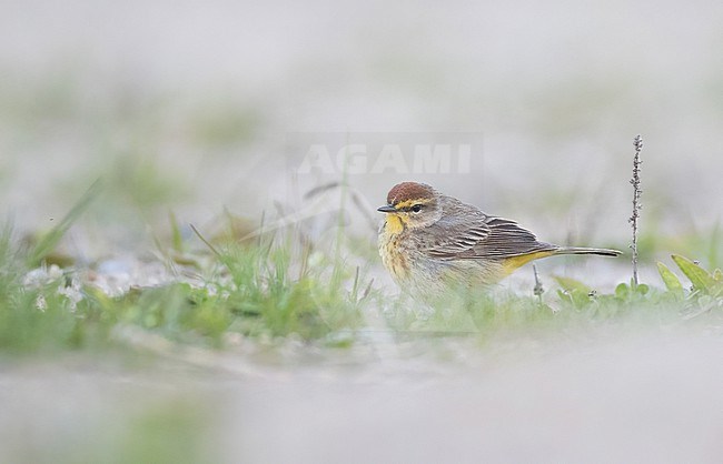 Palm Warbler, Setophaga palmarum, in North America. On the ground during spring migration. stock-image by Agami/Ian Davies,
