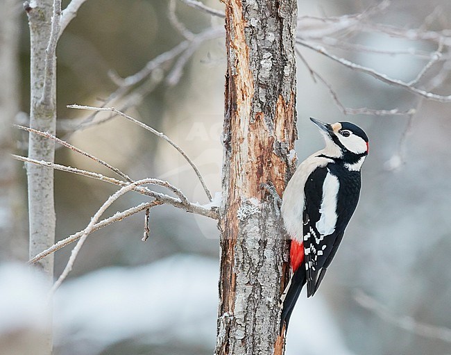 Great Spotted Woodpecker (Dendrocopus major) clinging to snow covered tree in Haukipudas, Finland, during winter. stock-image by Agami/Markus Varesvuo,