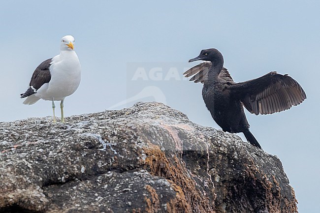 Bank Cormorant (Phalacrocorax neglectus), , Western Cape, South Africa stock-image by Agami/Saverio Gatto,