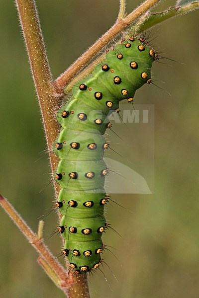 Rups van Kleine nachtpauwoog, Emperor Moth caterpillar stock-image by Agami/Bas Haasnoot,