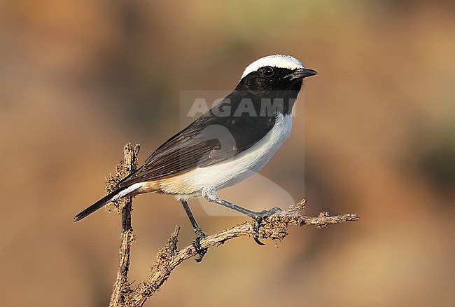 Male Arabian Wheatear (Oenanthe lugentoides) at Jabal Samhan, Salalah in Oman. stock-image by Agami/Aurélien Audevard,
