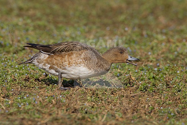Vrouwtje Smient; Female Eurasian Wigeon stock-image by Agami/Daniele Occhiato,