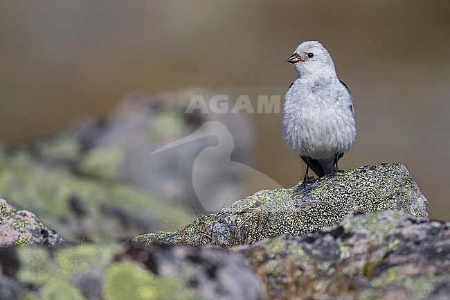 Snow Bunting (Plectrophenax nivalis) sitting on a rock in its breeding habitat in Norway. stock-image by Agami/Marcel Burkhardt,