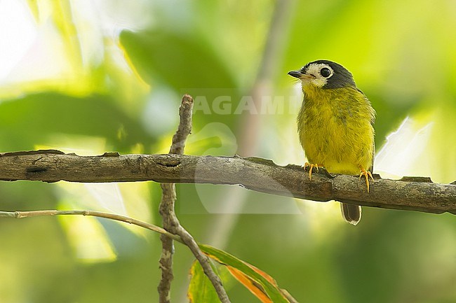 White-faced Robin (Tregellasia leucops) Perched on a branch in Papua New Guinea stock-image by Agami/Dubi Shapiro,