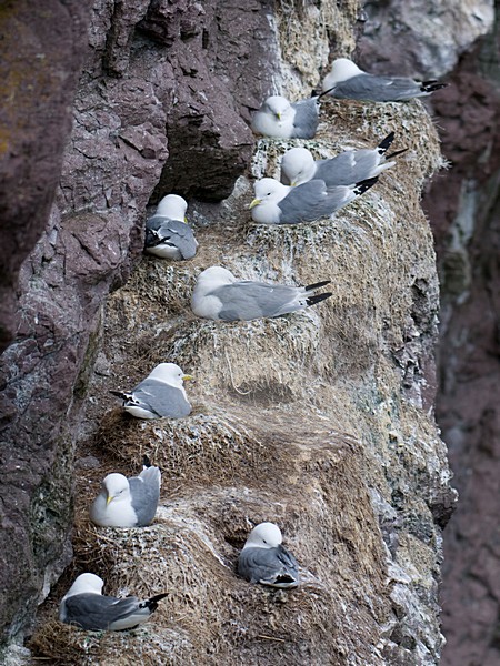 Drieteenmeeuw kolonie; Black-legged Kittiwake perched in colony stock-image by Agami/Han Bouwmeester,