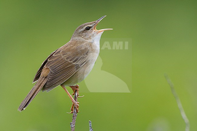 Singing male Middendorff's Grasshopper Warbler (Helopsaltes ochotensis) in Hokkaido, Japan. Also known as Locustella ochotensis. stock-image by Agami/Stuart Price,