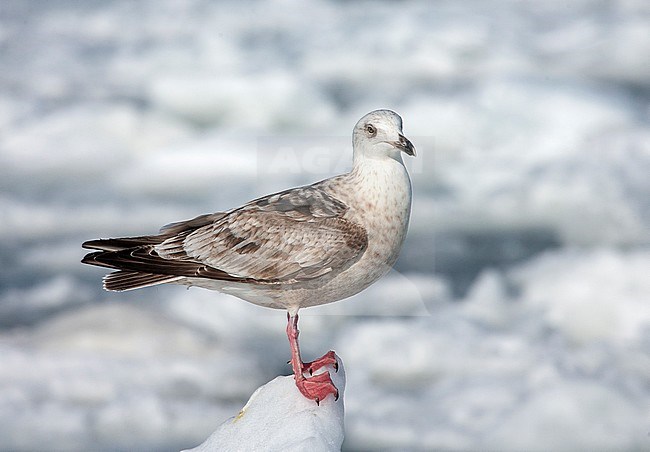 Subadult Slaty-backed Gull (Larus schistisagus) wintering on Hokkaido, Japan. Standing an a large piece of drift ice. stock-image by Agami/Marc Guyt,