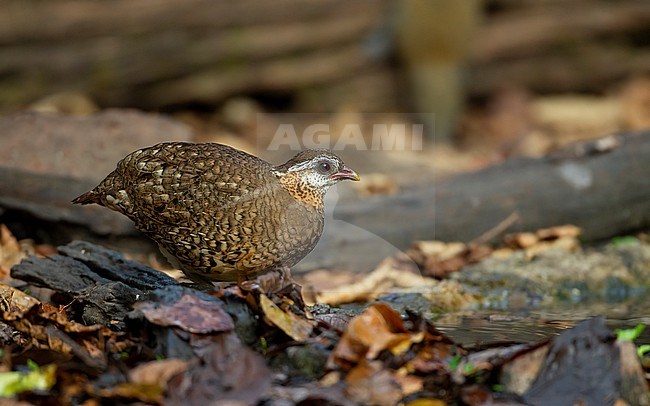 Green-legged Partridge (Arborophila chloropus) at waterhole in Kaeng Krachan National Park, Thailand stock-image by Agami/Helge Sorensen,