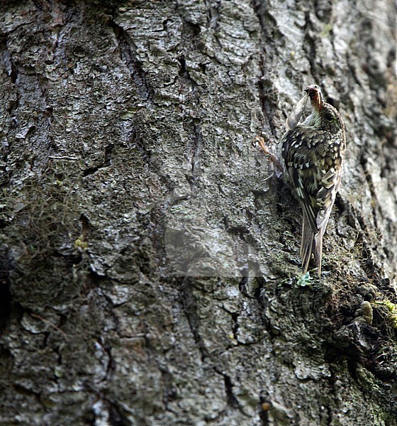 The Sichuan Treecreeper (Certhia tianquanensis) is a rare species of bird in the treecreeper family, Certhiidae.
It was described as new to science (initially as a subspecies) in 1995 from 14 specimens taken at four sites in the mountains of western Sichuan, China. In 2002, it was realized that these birds constituted a distinct species; Sichuan Treecreeper. stock-image by Agami/James Eaton,